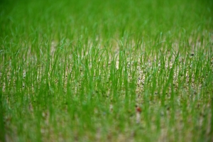 Проекты КРТ в Москве занимают площадь в 3,5 тыс. футбольных полей