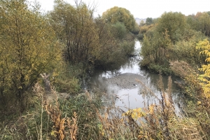 Русский лес появится у Черного озера в Некрасовке