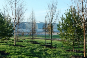 Сосны, миндаль и барбарис украсили Центральный парк в «Сколково»