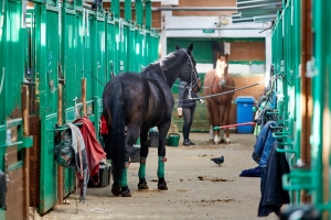 Конноспортивный комплекс «Битца» на юге столицы отремонтируют