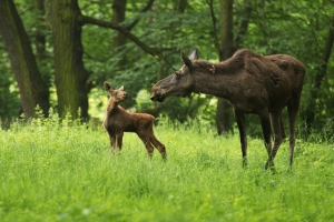 Под Северо-Восточной хордой открыт тоннель для животных