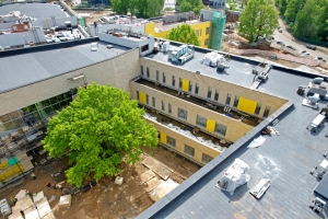 Вековой дуб станет символом школы в ЖК «Скандинавия»: фотолента