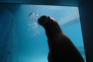 Павильон «Ластоногие» в Московском зоопарке готовят к вводу