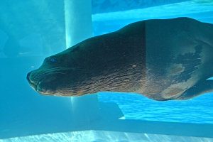 Открытие павильона «Ластоногие» после комплексной реконструкции. С. Собянин, А. Бочкарёв, С. Акулова