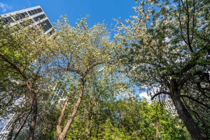 Благоустройство яблоневого сада завершено в районе Очаково-Матвеевское