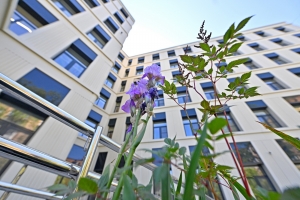 Какой будет поликлиника в районе Богородское – в фотоленте