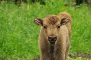 Мосинжпроект взял под опеку зубра в подмосковном заповеднике