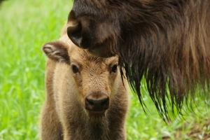 Новая «дочка» Мосинжпроекта