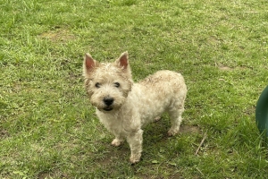 Инвестор построил догхаб в районе Западное Дегунино