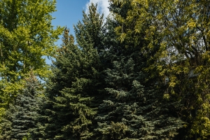 «Кремлевские» голубые ели сохранят при благоустройстве квартала SOUL