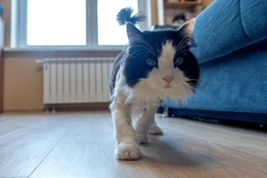 Жильцы новостроек в Москве в 2,5 раза чаще заводят кошек, чем собак