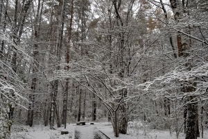 Новая зона для отдыха и спорта появится в парке «Ангарские пруды» в рамках КРТ