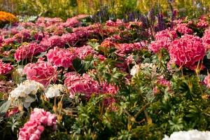 Фондовая оранжерея Главного ботанического сада столицы будет достроена