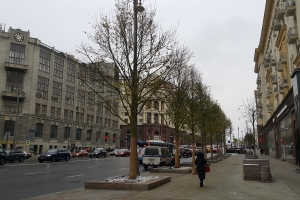 Собянин: исторические липы вернулись на Тверскую