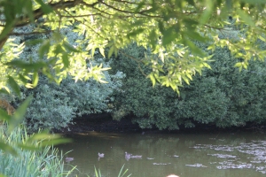 Конкурс: в Москве вручат премии за охрану окружающей среды