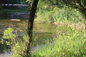 В Новой Москве планируется создать около 85 парков