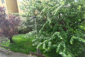 На территориях новостроек высадили 118 тысяч деревьев и кустарников