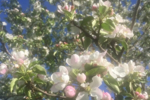 Яблони, березы и сирень высадят у дома по реновации в Западном Дегунине