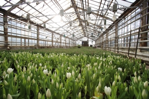 На месте бывшей табачной фабрики может появиться ферма