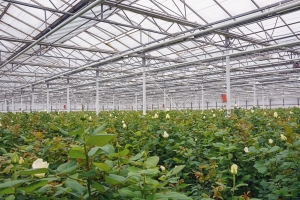 Тепличный комплекс в деревне Верхнее Валуево введут в начале 2020 года