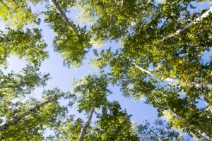 На участке Северо-Восточной хорды высадят почти 650 деревьев