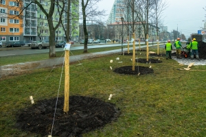 Десятки деревьев высадят в районе Академический при строительстве метро