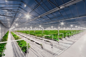 Москва: в ТиНАО построят новый тепличный комплекс