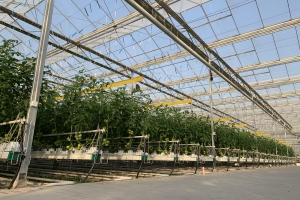 Современный тепличный комплекс появился в Новой Москве