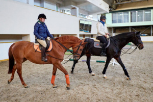 Восемь конюшен и манеж появятся в конноспортивном комплексе в ТиНАО
