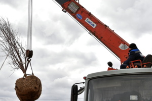 Территорию лечебно-диагностического комплекса ИКБ № 1 начали благоустраивать
