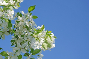 Через яблоневый сад пройдет маршрут к станции БКЛ метро «Аминьевская» от ЖК «Вестердам»
